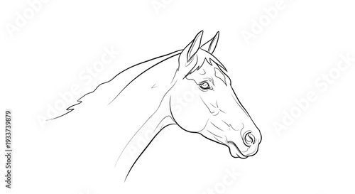 Elegant Horse Head Sketch - Line Art Drawing, Animal Portrait