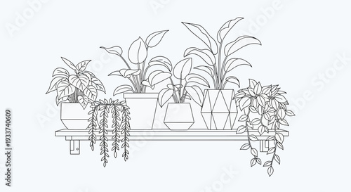 Houseplants on Shelf Line Art Drawing, Botanical Illustration