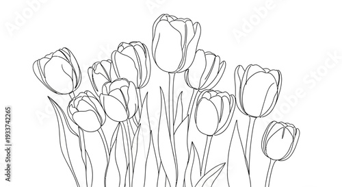Outline Drawing of Tulips - Black and White Floral Illustration