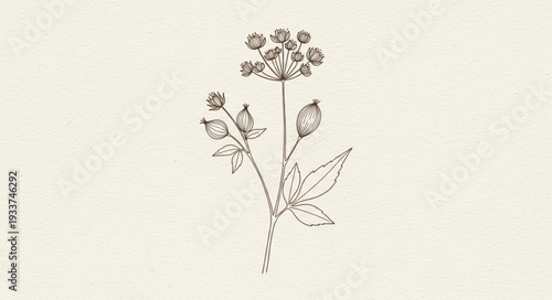 Detailed botanical illustration of a flowering plant stem.
