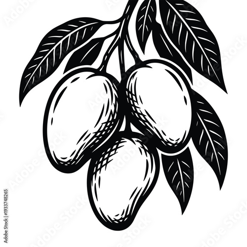 Three ripe mangoes with leaves on a branch, black and white sketch style