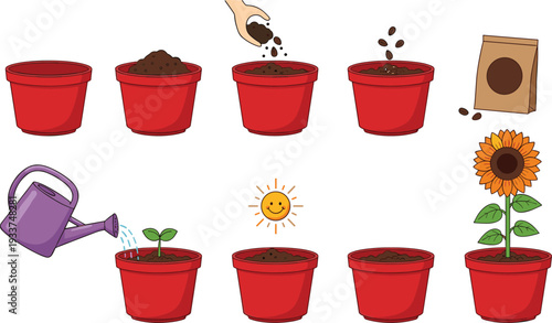 Sunflower planting process vector illustration, step by step seed germination and growth in flower pot isolated on white background gardening guide