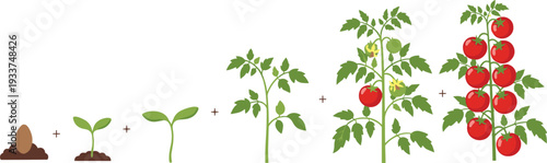 Tomato plant growth stages from seed to ripe red fruits, agricultural lifecycle vector illustration isolated on white background