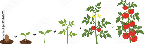 Tomato plant growth stages vector illustration, seed to ripe red tomatoes lifecycle sequence isolated on white background gardening infographic design