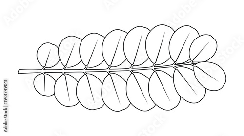 Branch with oval leaves, nature plant line art, botanical element