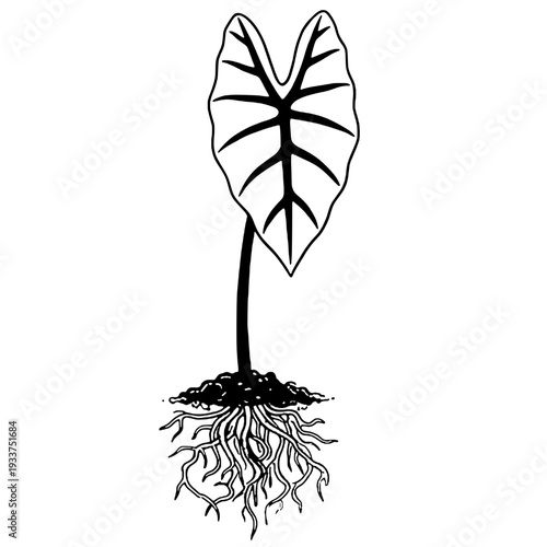 Silhouette of a taro tree