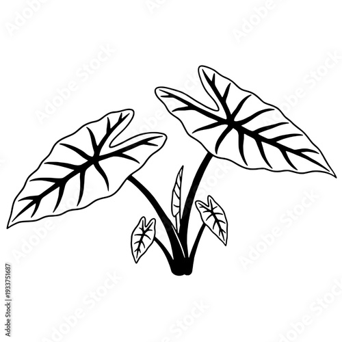 Silhouette of a taro tree