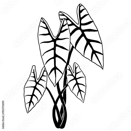 Silhouette of a taro tree