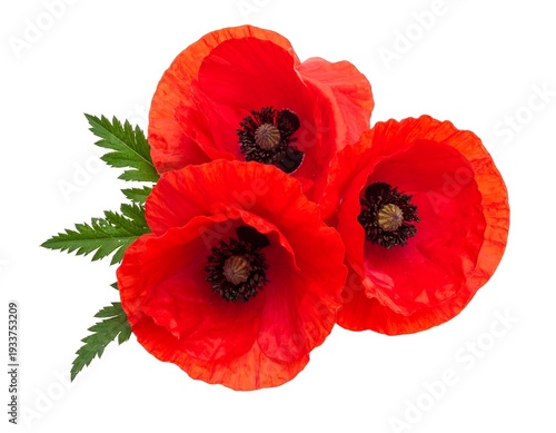 A cluster of three vibrant red poppy flowers with dark centers and bright green leaves, set against a white background