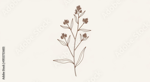Delicate botanical illustration of a flowering plant stem.