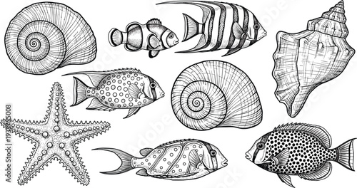 Vintage Nautical Illustration Set Featuring Tropical Fish Starfish and Intricate Seashells