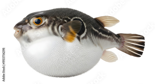 Puffer fish inflated to defensive posture showcasing distinctive scales and vibrant orange eye against a plain white background