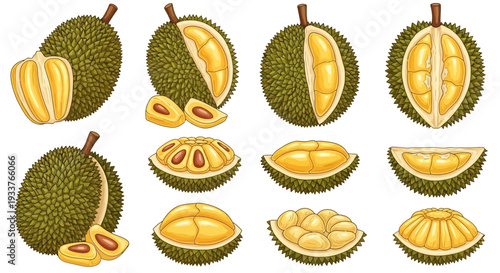 Durian fruit illustrated in various whole cut and segmented views