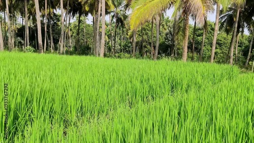A view of a lush green paddy field stretching behind the areca plantation under a bright blue sky