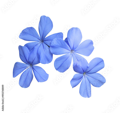 Cuadro en lienzo White plumbago or Cape leadwort flower