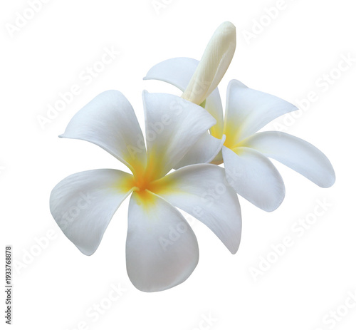 Plumeria or Frangipani or Temple tree flower. Close up white-yellow plumeria flowers bouquet isolated on transparent background.