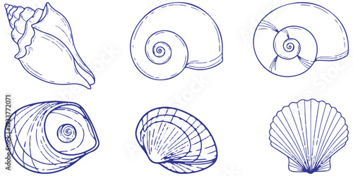 Set Various hand-drawn seashell illustrations on a clean white background eps 10