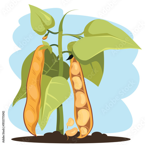 A bean plant growing from the ground