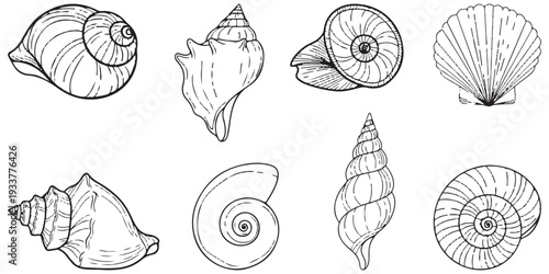 Set Various hand-drawn seashell illustrations on a clean white background eps 10