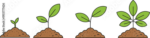 Plant growth stages illustration with sprout to mature leaves, nature vector artwork, botanical design concept, ecology learning, development process