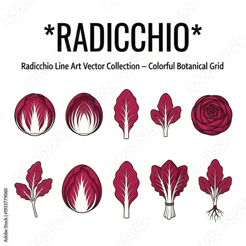 Fresh Radicchio Vegetable Illustration with Detailed Leaves Isolated on White Background