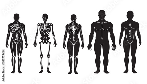 Vector silhouette illustration of human body figures shown in simple front and back outlines