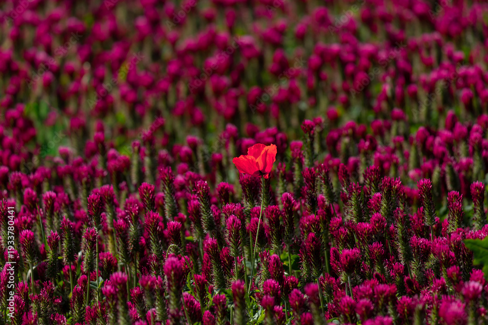 Obraz premium Field of Vibrant Red Clover Flowers with a Single Highlighted Bloom