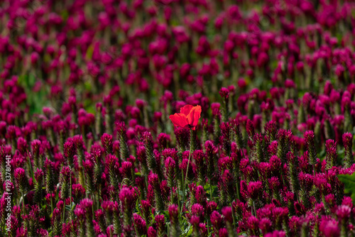 Field of Vibrant Red Clover Flowers with a Single Highlighted Bloom