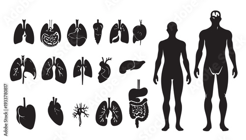 Human organs black sketch set. Brain, tooth, ear, intestines, stomach, nose, liver, bladder, heart, bone, hand, kidneys, lungs, eyeball icon.