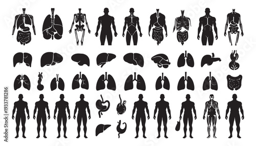 Anatomy glyph icon set. Collection of human organ silhouettes, showing various internal organs. Icon sheet