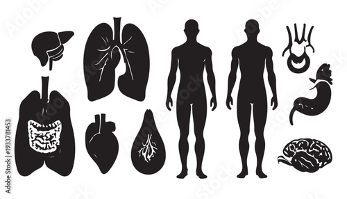 Silhouette human organ. Collection of human organ silhouettes, showing various internal organs. Icon vector illustration