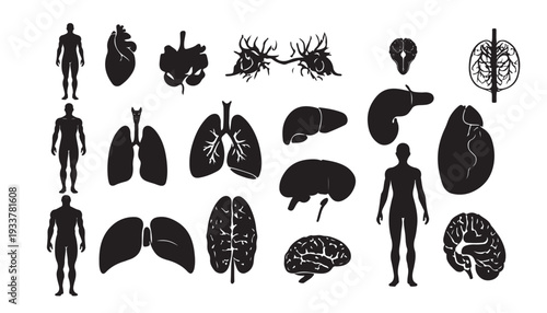 Vector illustration collection of human organ  silhouettes