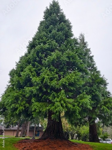 pine tree in the park