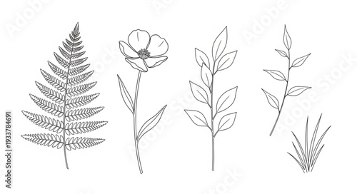 Botanical Illustration Set Featuring Fern Flower and Leaves.
