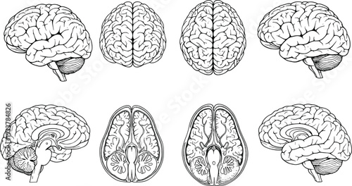 Hand Drawn Human Brain Anatomy Vector Illustration Featuring Multiple Medical Views Including Lateral Sagittal Superior and Inferior Perspectives in a Vintage Engraved Etching Style