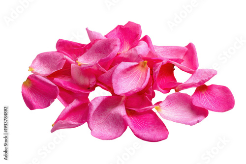 Cluster of Soft Pink Orchid Flowers With Delicate Petals Against Black Background bloom, Cut Out, Isolated On White Background, Png Transparent