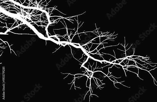 Silhouette of bare tree with branches isolated on black background. Black and white vector illustration
