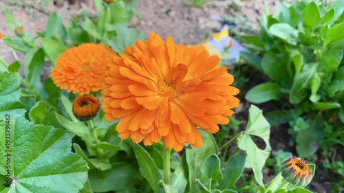 Ruddles, Calendula or Mary's gold beautiful yellow flowers