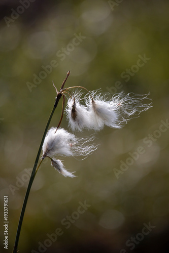 Cottongrass in Alaska