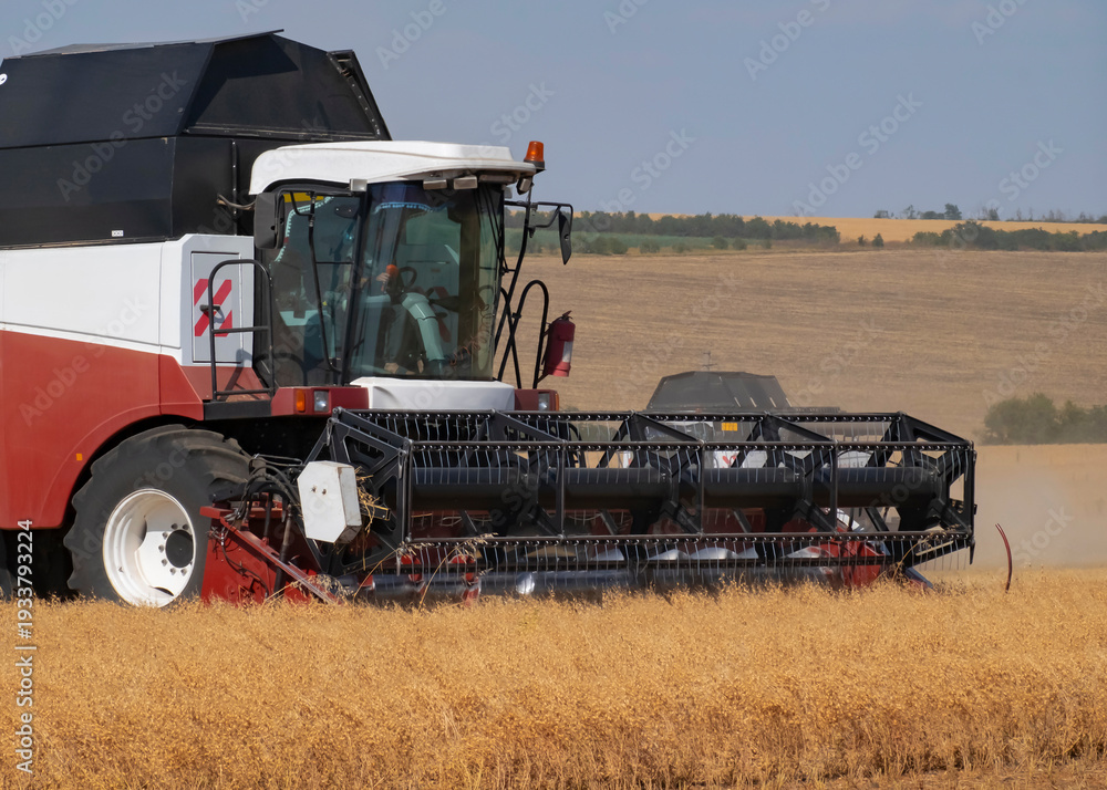 Fototapeta premium Harvesting process using a combine harvester in a wheat field during the daytime