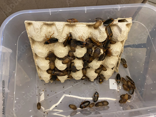 Blaptica dubia or Argentinian wood roaches. Dubia cockroaches colony in plastic box. Insects are used as food for lizards, snakes, spiders, and other domestic reptiles