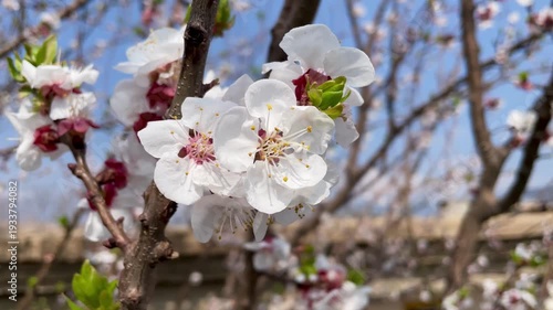 the Apricot Blossom or Prunus armeniaca white flowers