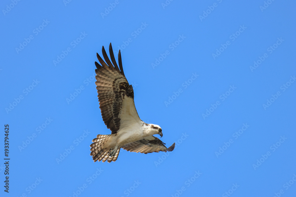 Obraz premium A hunting Osprey, Pandion haliaetus, flying over a lake.
