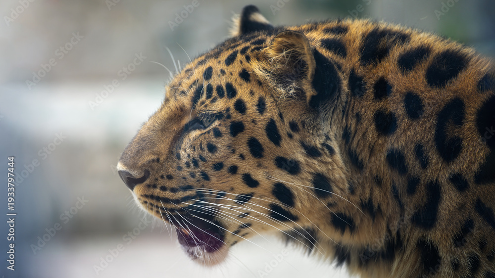 Fototapeta premium leopard in zoo