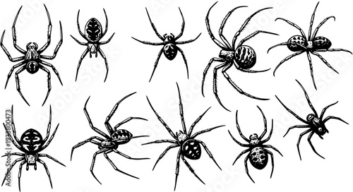 Spiders: Hand-drawn vector illustration featuring a collection of intricate spider drawings in a black and white style, perfect for Halloween or arachnid-themed designs.