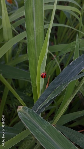 A tiny red ladybug with black spots rests on a green blade of grass in this close-up, macro shot of nature's intricate details