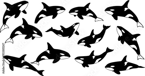 Black and white orca (killer whale) illustrations depicting various swimming positions, forming a dynamic marine animal pattern on a white background.
