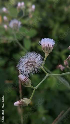Delicate White Wildflower with Feathery Seeds Captured in a Soft Focus Natural Setting, Showcasing the Intricate Beauty of Meadow Flora