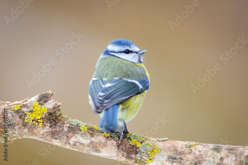 Rückenansicht Blaumeise, Cyanistes caeruleus auf Ast sitzend mit unscharfem Hintergrund