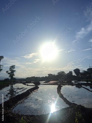 Golden Sun Shines Over Serene Rice Paddy Fields at Dawn